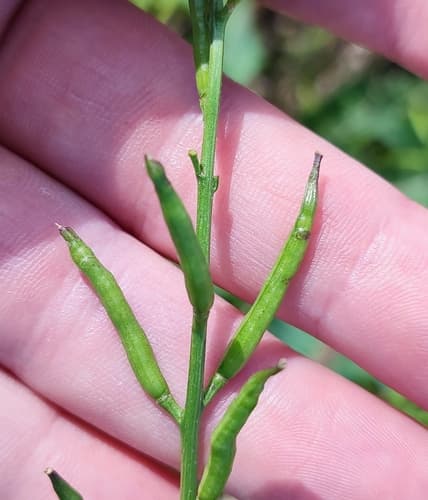 Canola (Brassica kaber)