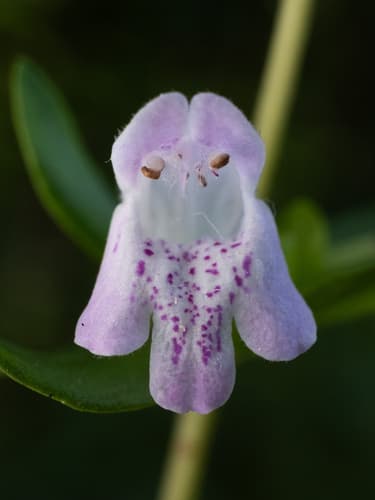 (Calamintha georgiana)