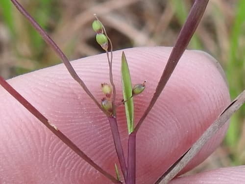 American Panicgrass (Dichanthelium portoricense)
