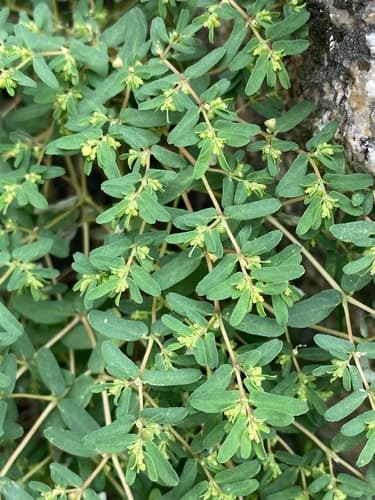 Ridge-seed Spurge (Euphorbia glyptosperma)