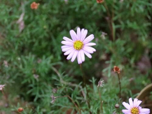 Cut-leaf daisy (Brachyscome multifida)