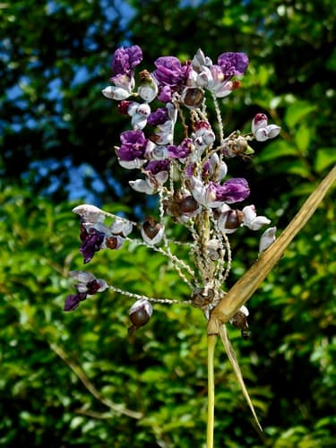 Powdery Thalia (Thalia dealbata)