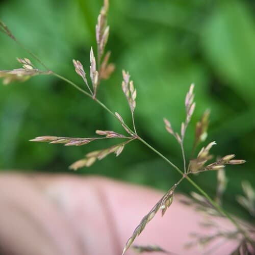 Spreading Bent (Agrostis alba)