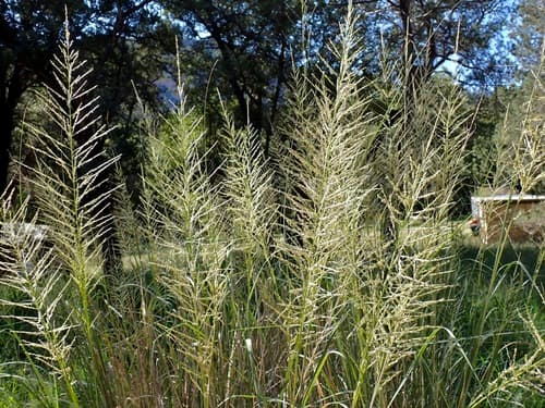 Big sacaton (Sporobolus wrightii)