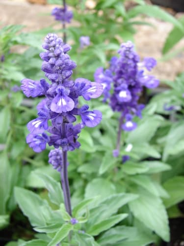 Mealy Blue Sage (Salvia farinacea)