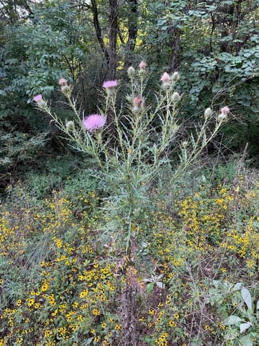 Field Thistle (Cirsium discolor)