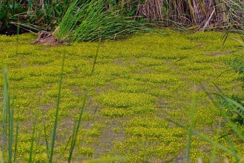 Humped Bladderwort (Utricularia gibba)