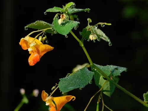 Jewelweed (Impatiens capensis)
