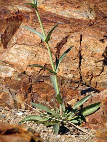 Parry's penstemon (Penstemon parryi)