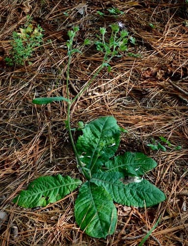 Elephant's Foot (Elephantopus tomentosus)