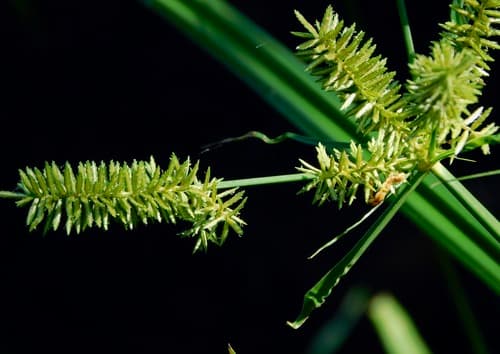 Red-Root Flat Sedge (Cyperus erythrorhizos)