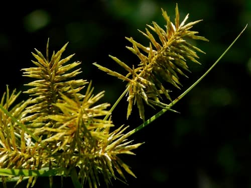 False Nut Sedge (Cyperus strigosus)