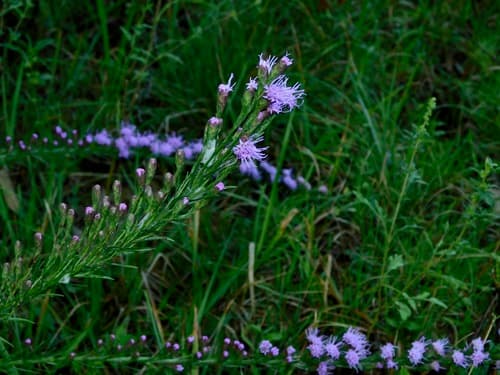 Grass-leaf Gayfeather (Liatris graminifolia)