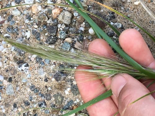 San Diego County needle grass (Stipa diegoensis)