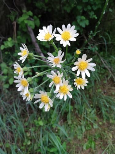 Gaugeplant (Senecio integerrimus)