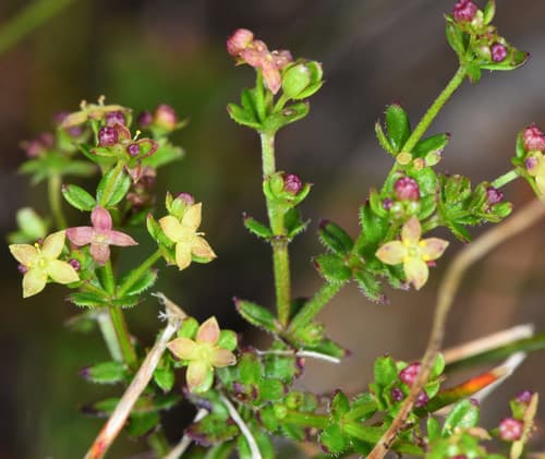 Climbing bedstraw (Galium porrigens)