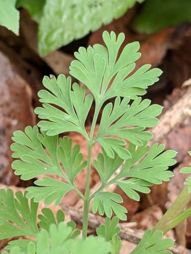 Curvepod (Corydalis curvisiliqua)