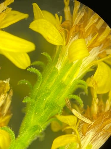 Downy Ragged Goldenrod (Solidago petiolaris)