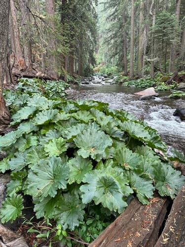 Indian-rhubarb (Darmera peltata)