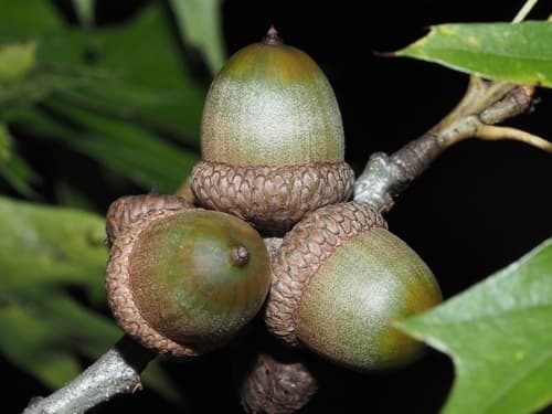 Shumard Oak (Quercus shumardii)