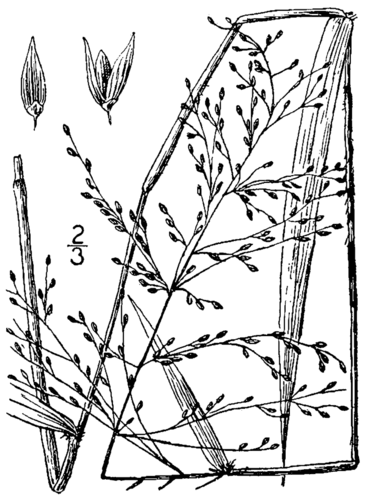 Tall-Swamp Panicgrass (Dichanthelium scabriusculum)