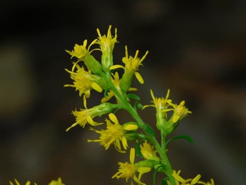 Showy Goldenrod (Solidago erecta)
