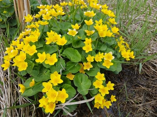 Cowflock (Caltha palustris)