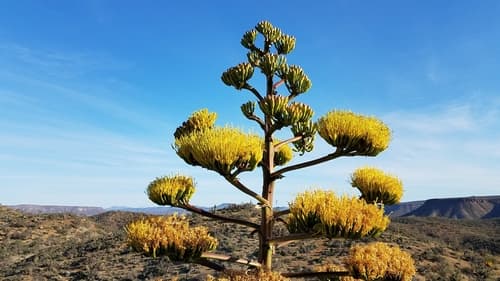 Coastal agave (Agave shawii)