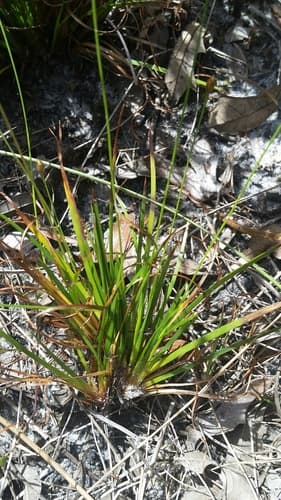 Shortleaf Yelloweyed Grass (Xyris brevifolia)