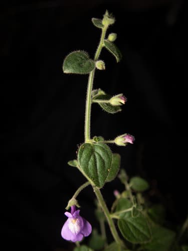 Nuttall's snapdragon (Antirrhinum nuttallianum)