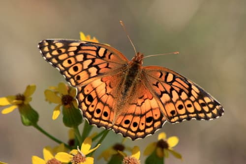 Variegated Fritillary (Euptoieta claudia)