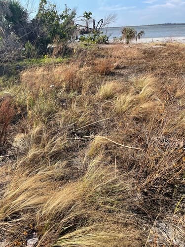 Elliott's lovegrass (Eragrostis elliottii)