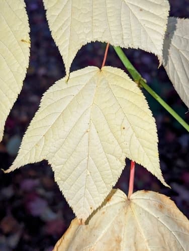 Striped Maple (Acer pensylvanicum)