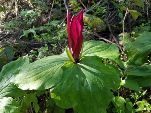 Giant Trillium (Trillium chloropetalum)
