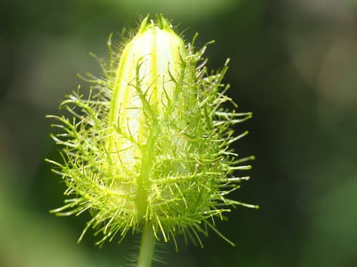 Fetid Passionflower (Passiflora foetida)