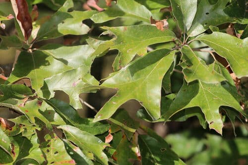 Southern Red Oak (Quercus falcata)