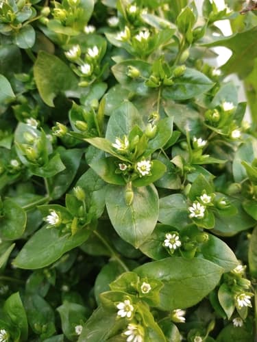 Common Chickweed (Stellaria media)