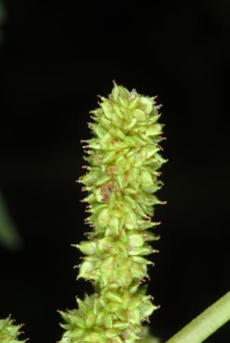 False Nettle (Boehmeria cylindrica)