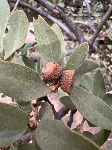 Gray Oak (Quercus grisea)
