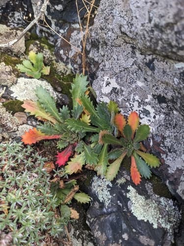 Michaux's Pseudosaxifrage (Micranthes petiolaris)