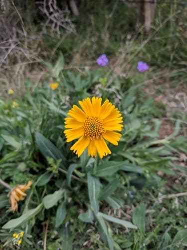 Huisache Daisy (Amblyolepis setigera)