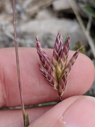 Hairy woollygrass (Erioneuron pilosum)