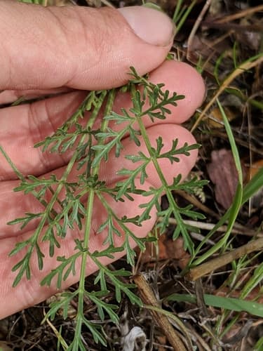 Common Lomatium (Lomatium utriculatum)