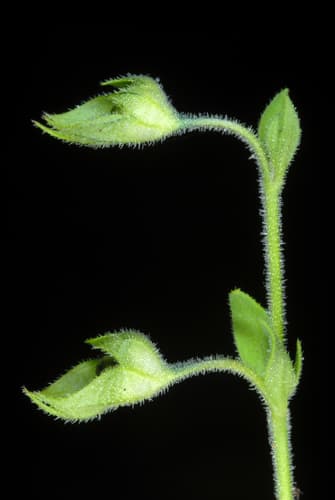 Forked bluecurls (Trichostema dichotomum)