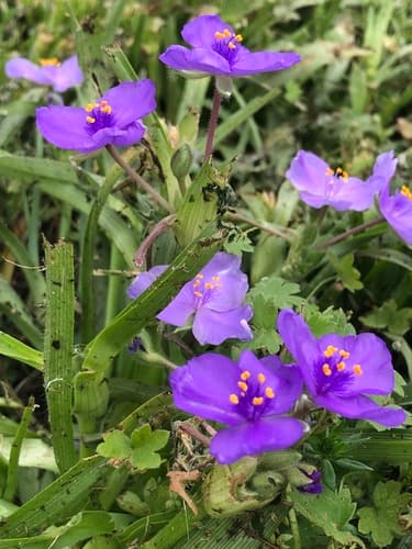 Texas Spiderwort (Tradescantia humilis)