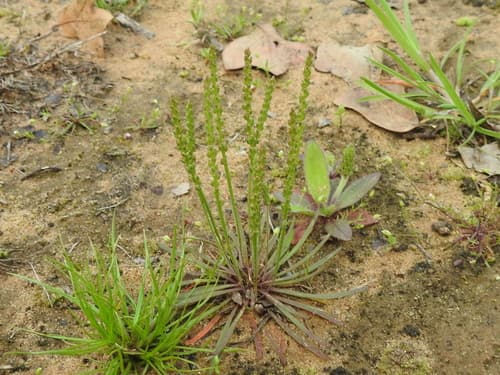 Slender Plantain (Plantago heterophylla)