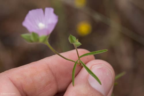 Hartweg's checkerbloom (Sidalcea hartwegii)
