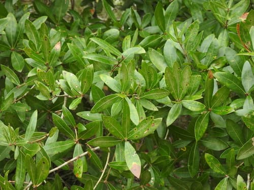Darlington Oak (Quercus hemisphaerica)