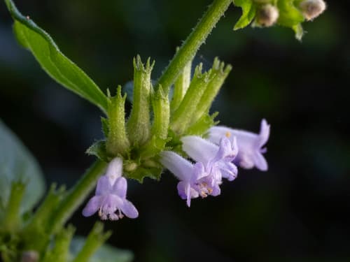 Tropical Bushmint (Hyptis mutabilis)
