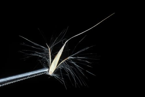 Split bluestem (Anatherum ternarium)